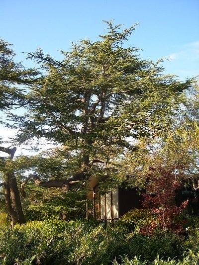 A tree on Stanford campus